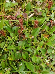 Salix stolonifera