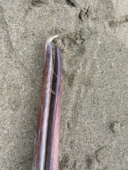 Pelecanidae
