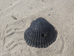 Argopecten ventricosus