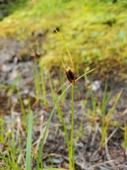 Juncus castaneus