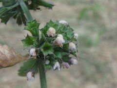 Ballota nigra