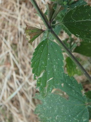 Ballota nigra