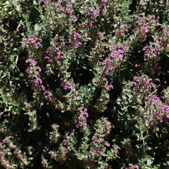 Teucrium marum