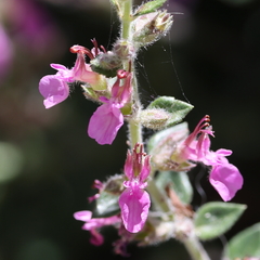 Teucrium marum