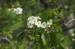 Crataegus rivuloadamensis