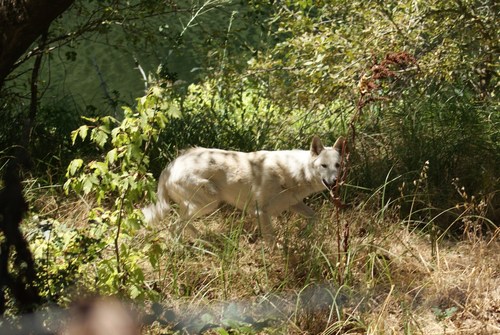 Domestic Dog photographed in California