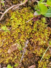 Sphagnum compactum
