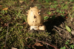 Amanita flavescens
