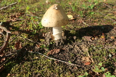 Amanita flavescens