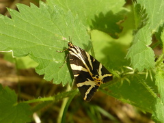 Euplagia quadripunctaria