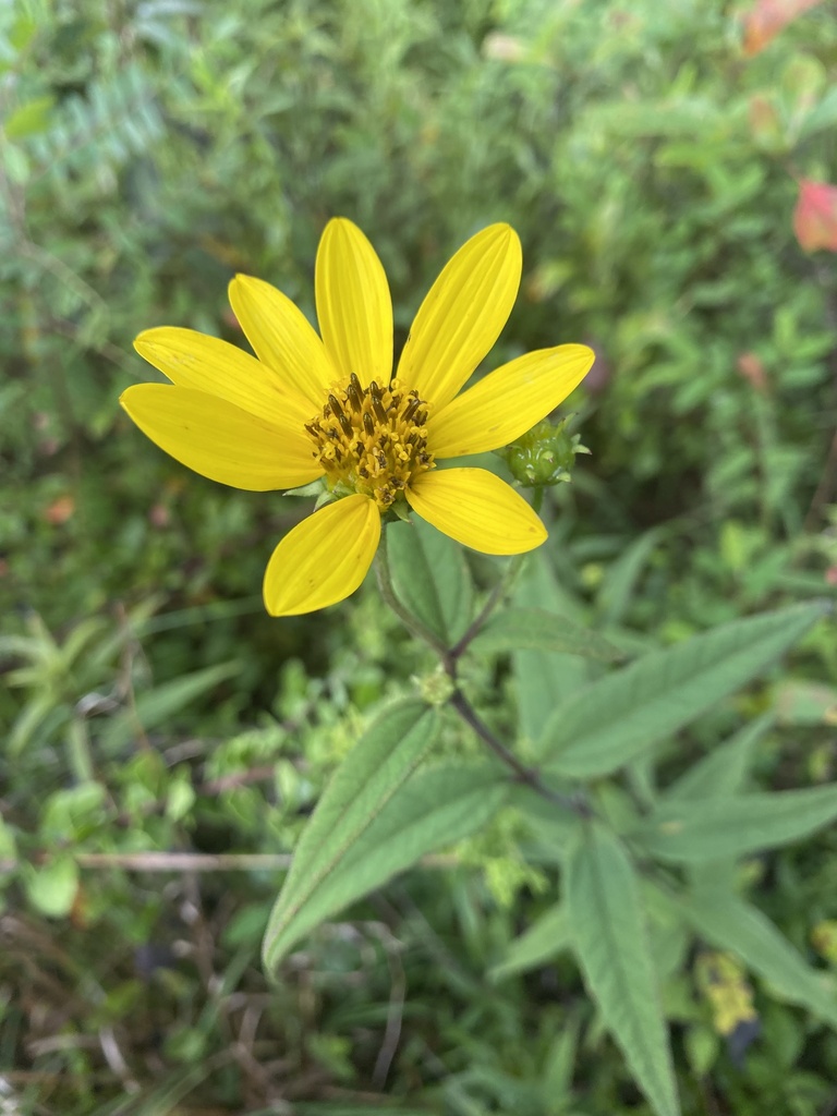 woodland sunflower from Tallahassee, FL, US on July 28, 2022 at 0956