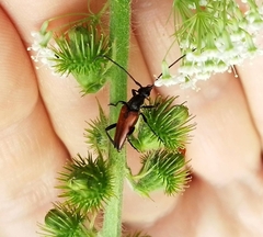 Stenurella bifasciata
