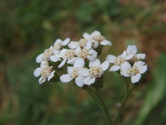 Achillea millefolium