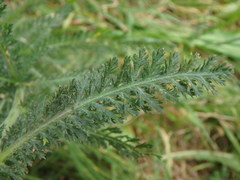 Achillea millefolium