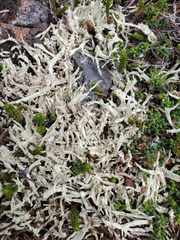 Cladonia kanewskii