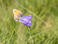 Coenonympha pamphilus
