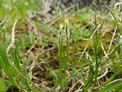 Carex anthoxanthea