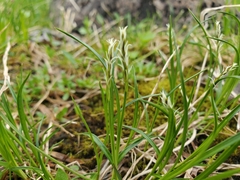 Carex anthoxanthea