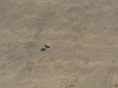 Corvus corax tingitanus