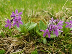 Primula pumila