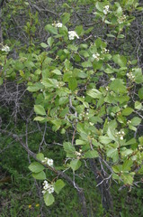 Crataegus rivuloadamensis