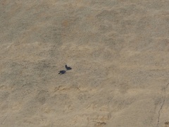 Corvus corax tingitanus