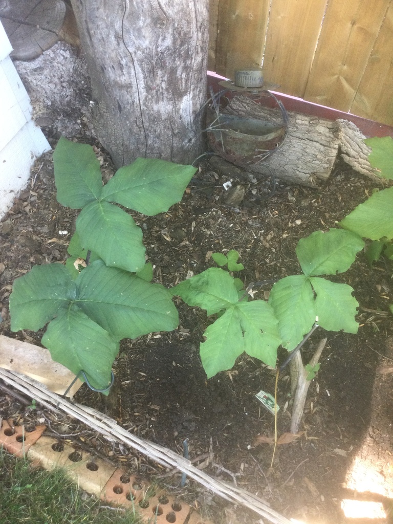JackinthePulpits from Simcoe St, Moose Jaw, SK, CA on July 28, 2022