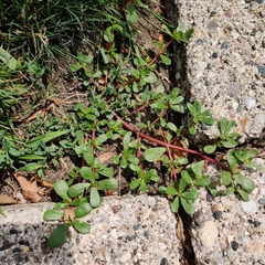 Portulaca oleracea
