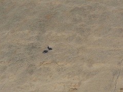 Corvus corax tingitanus