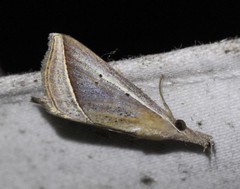 Hypena conscitalis