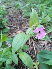 Microbotryum silenes-dioicae