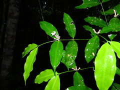 Tabernaemontana undulata