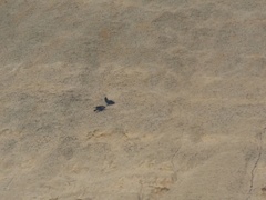 Corvus corax tingitanus