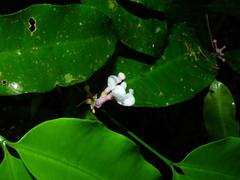 Tabernaemontana undulata