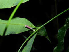 Tabernaemontana undulata