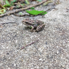 Lithobates pustulosus