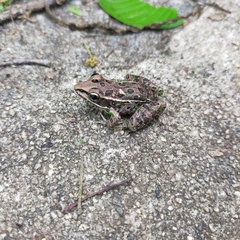 Lithobates pustulosus