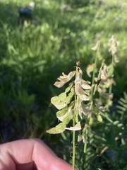Hedysarum sulphurescens