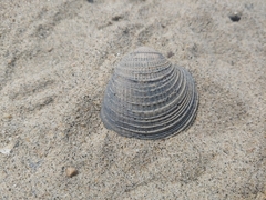 Chione californiensis