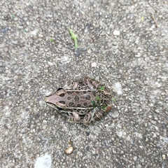 Lithobates pustulosus