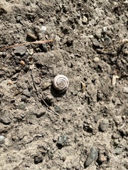 Helicodonta obvoluta