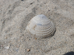 Chione californiensis