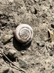 Helicodonta obvoluta