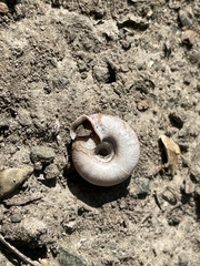 Helicodonta obvoluta