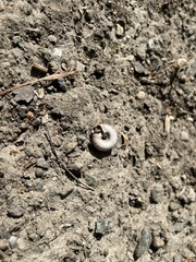 Helicodonta obvoluta