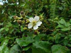 Rubus florulentus