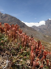 Phlegmariurus crassus