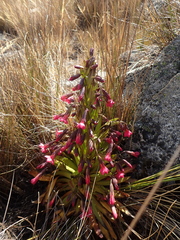 Gentianella weberbaueri