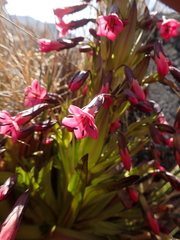 Gentianella weberbaueri