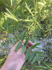 Hedysarum sulphurescens